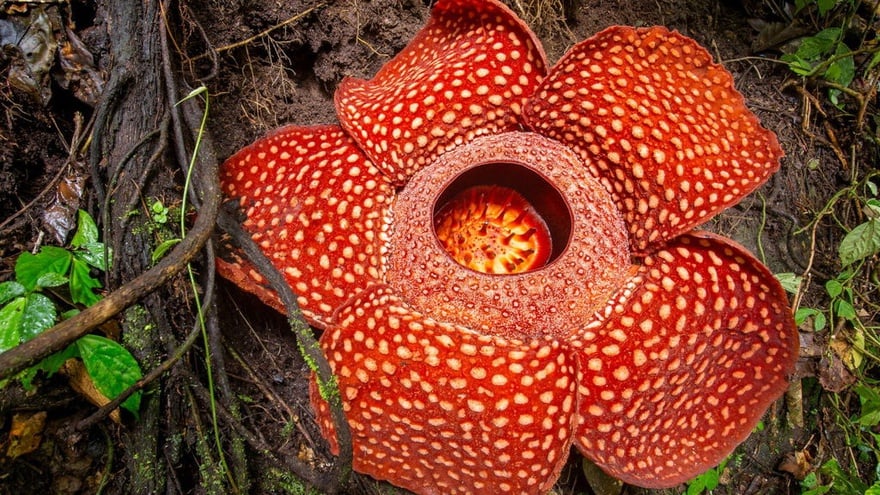 Keunikan Rafflesia Arnoldii Ikon Bunga Nasional Yang Terancam Punah