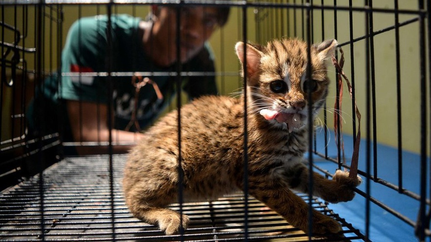 Genosida Jutaan Kucing Liar di Australia, Apa Alasannya?