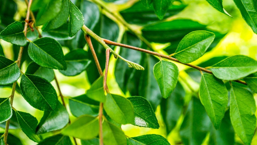 Bagaimana Proses Fotosintesis Pada Tumbuhan Fungsi Enzim Katalase