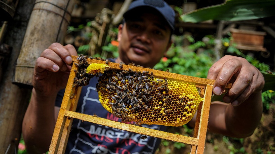 Cara Budidaya Ternak Lebah Madu dan Jenis-Jenis Satwa Harapan