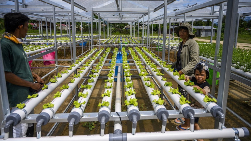 Daftar Ide Bisnis Budidaya Tanaman Yang Potensial Dan Menguntungkan Tirto Id