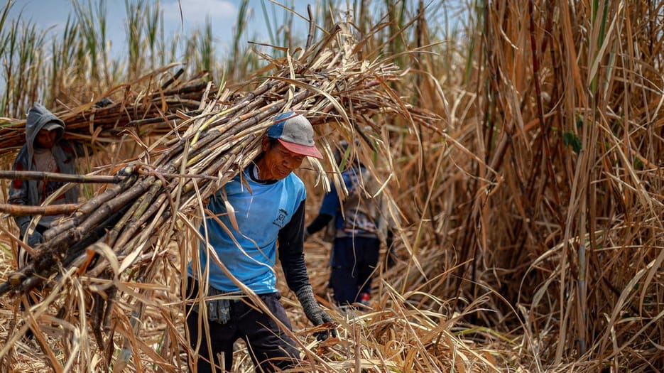 Waswas Petani Hadapi Gula Impor Jelang Musim Panen