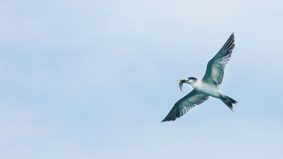 37+ Burung blekok laut terbaru