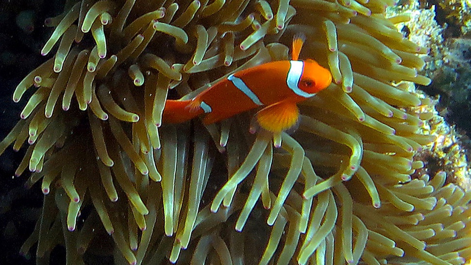 Ikan Nemo Bakal Jadi Ikon Pariwisata Bengkulu