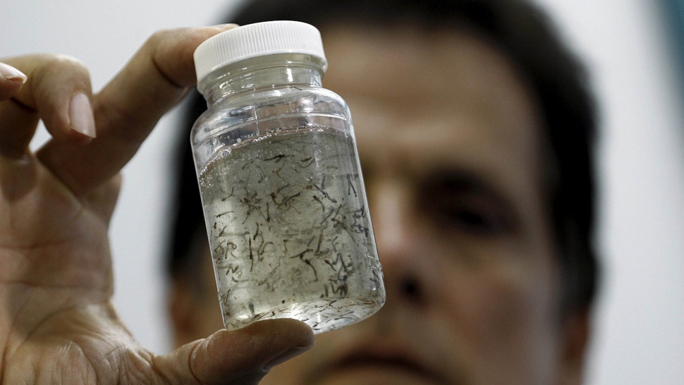 Sampel Nyamuk di Florida Positif Virus Zika
