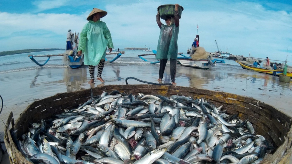 Pasokan Ikan Melimpah, Pemerintah Akan Genjot Ekspor