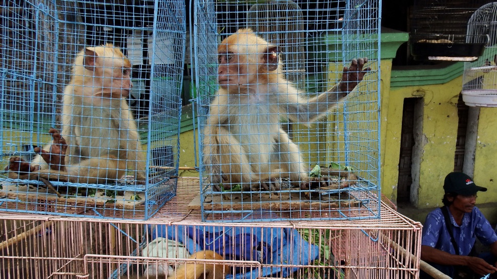 Menyelamatkan Primata Langka Bukan Perkara Eksotisme Semata
