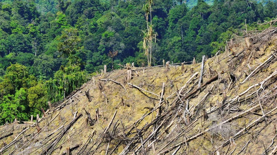 Satu Juta Hektar Hutan di Sumsel Alami Kerusakan