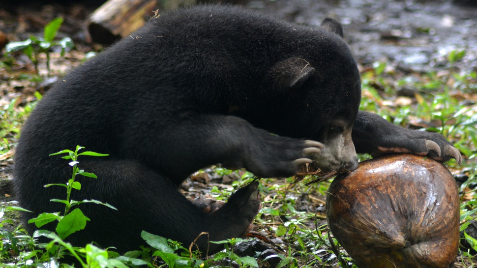 Beli Beruang Madu, Pegawai Dinbudpar Semarang Dihukum