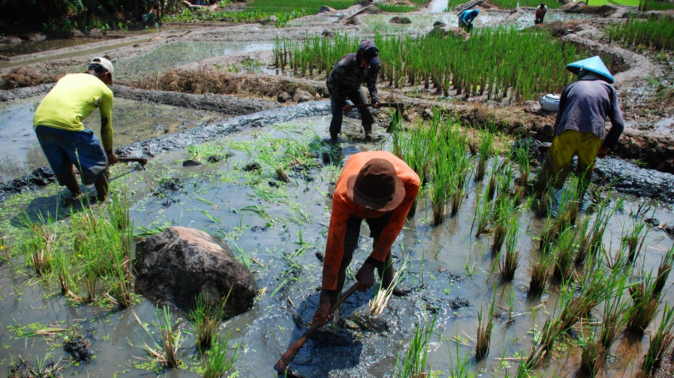 Indonesia Terancam Kehilangan Petani