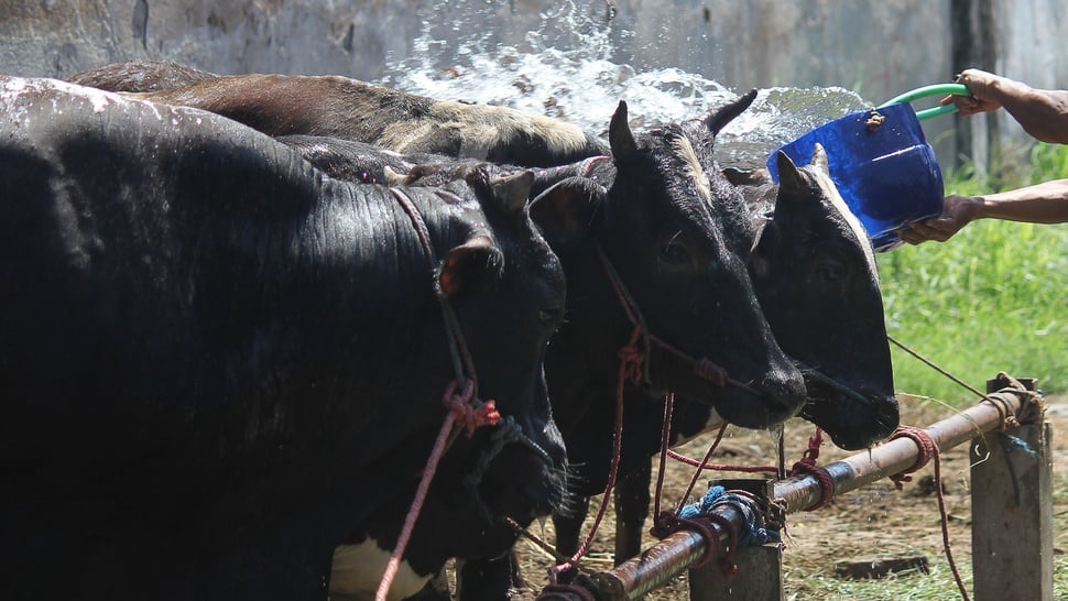 Impor Daging Sapi Brasil, PT Berdikari: Untuk Kebutuhan di RI Saja