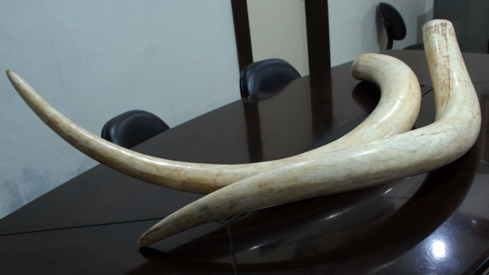 Fosil Gajah Mammoth Ditemukan di Mexico City