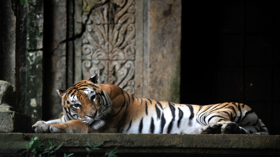 Hutan Konservasi Hilang, Populasi Harimau Berkurang