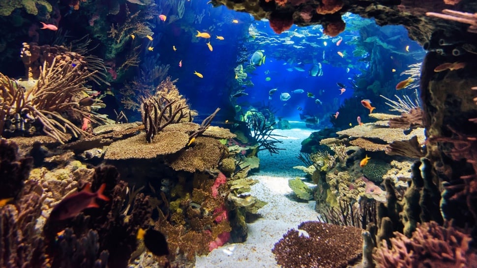 Pemanasan Global Buat Great Barrier Reef Sekarat