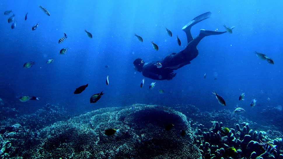 Valen's Reef Ajak Penonton Selami Laut Papua