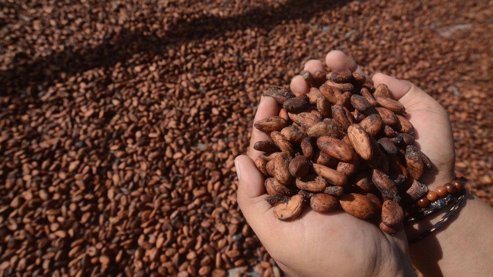 Harga Kakao Turun Petani di Sulawesi Barat dan Riau Mengeluh