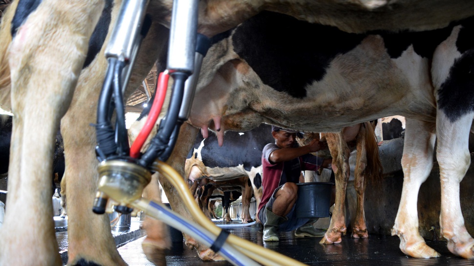 Pasokan Susu Segar Indonesia Andalkan Impor
