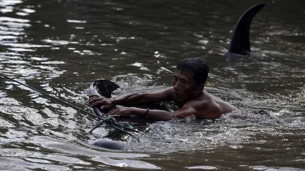 Kawanan Paus Terdampar di Pesisir Probolinggo