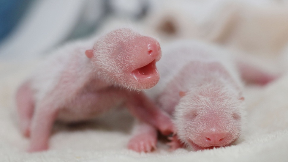 Dunia Menyambut Bayi Kembar Panda Ya Li