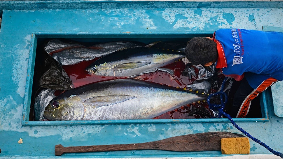 Kandungan Nutrisi dan 7 Manfaat Ikan Tuna untuk MPASI