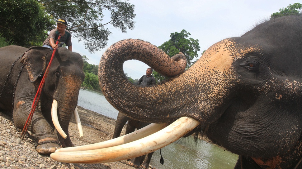 Gajah Sumatera Terancam Punah