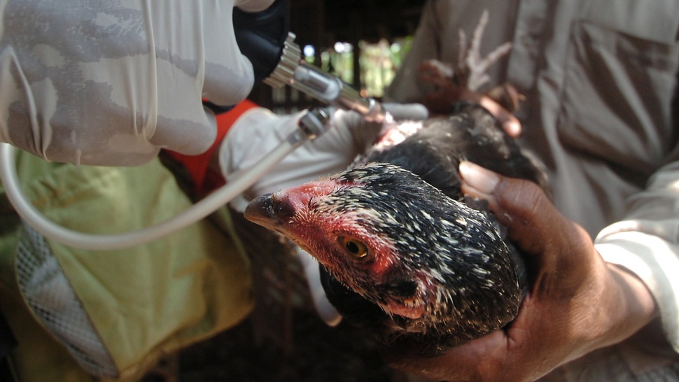 PB IDI Imbau Masyarakat Tak Panik Hadapi Flu Burung Clade Baru