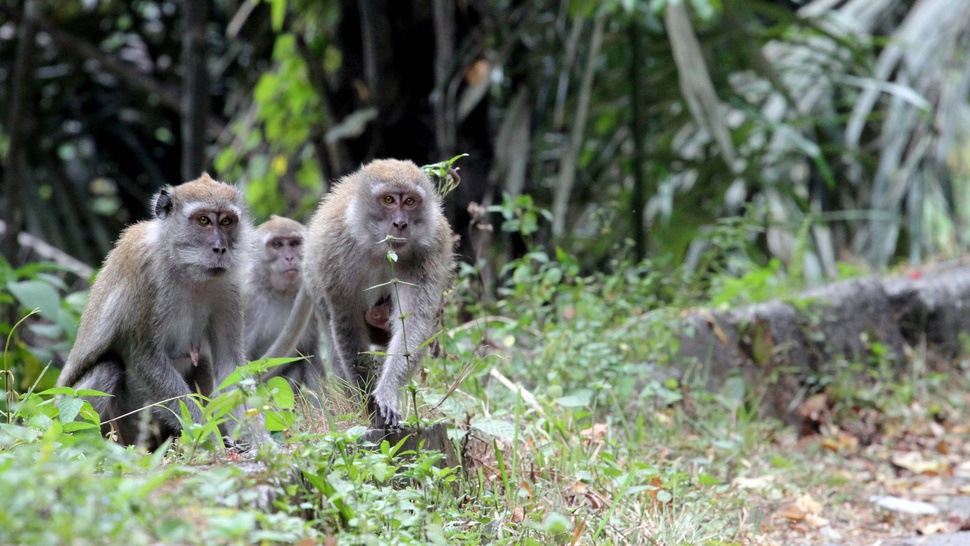 Cacar Monyet dan Deretan Penyakit Primata yang Menular ke Manusia