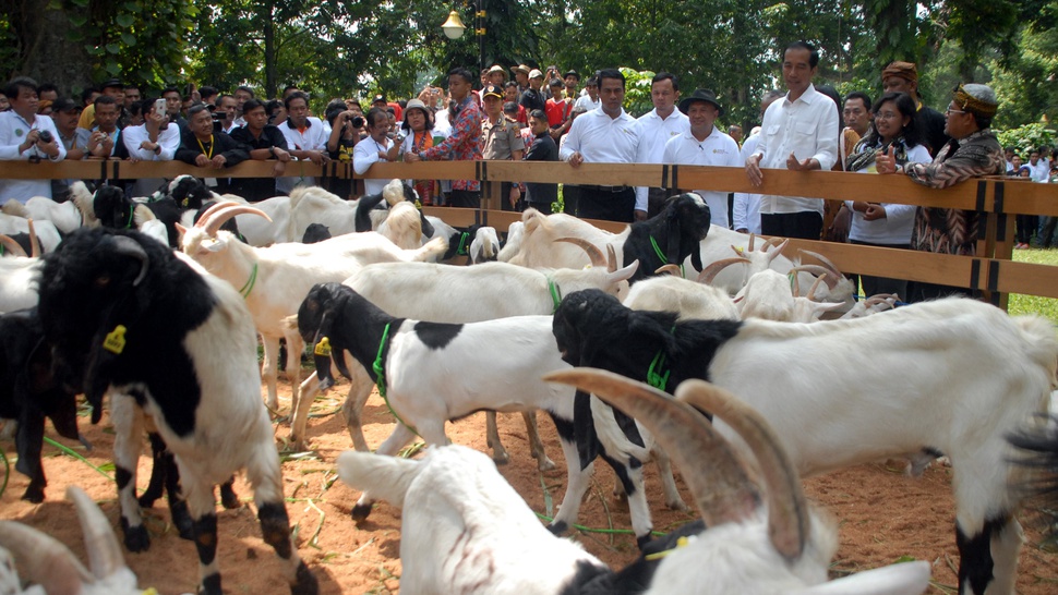 2016/08/27/TIRTO-antarafoto-presiden-gelar-lomba-domba-garut-270816-ysw-3.JPG