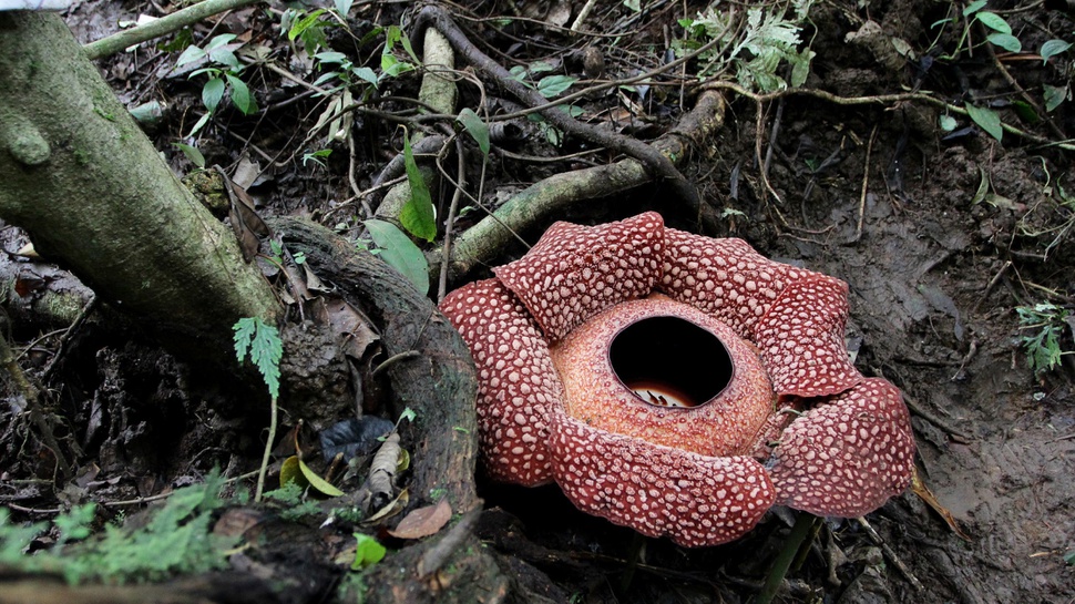 Bunga Rafflesia Mekar Sempurna