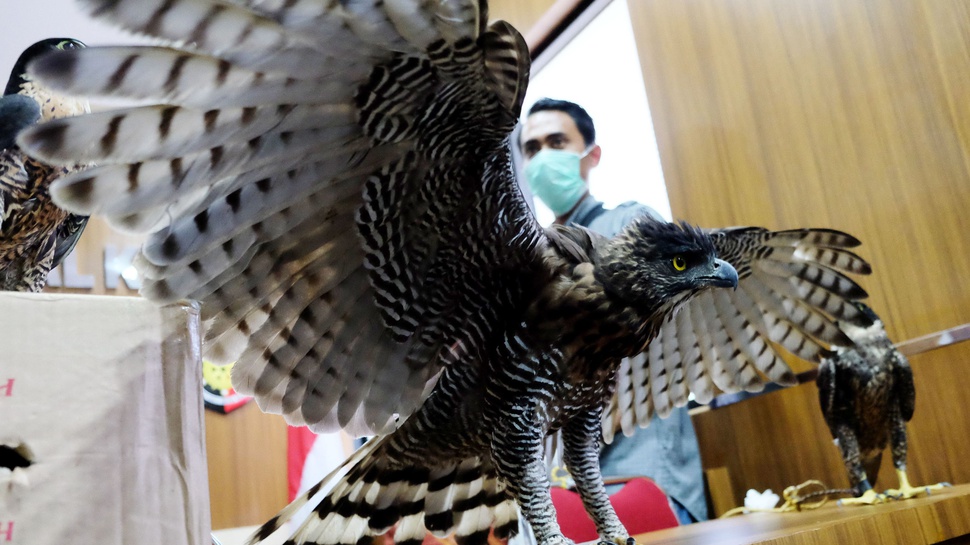 Polisi Sulsel Amankan 11 Burung Langka Dilindungi
