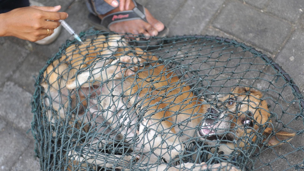 Agar Indonesia Bebas Rabies pada 2020