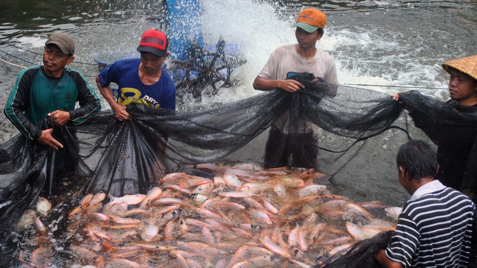 DKP: Ikan Nila di Yogyakarta Tidak Terjangkit Virus Tilapia