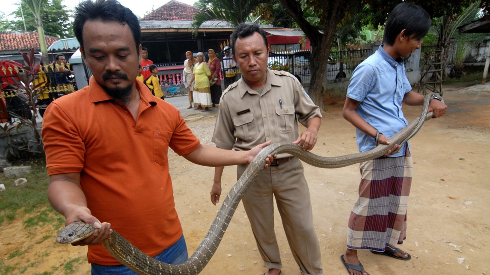 Penyebab Fenomena Munculnya Ular Kobra di Citayam, Jakarta, Klaten