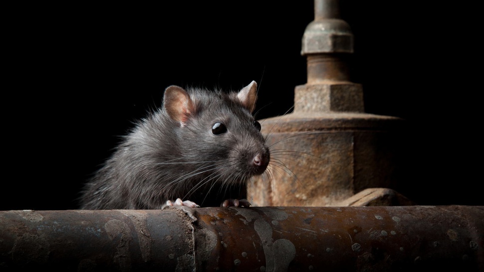 Cara Mengusir Tikus di Rumah dengan Cara Mudah Tanpa Racun
