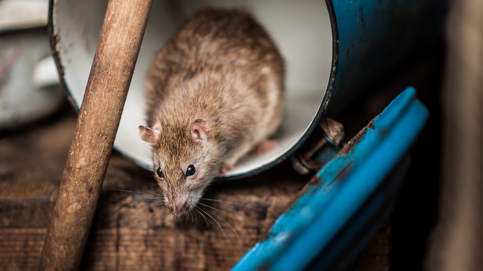Tikus-tikus yang Menghantui Kota