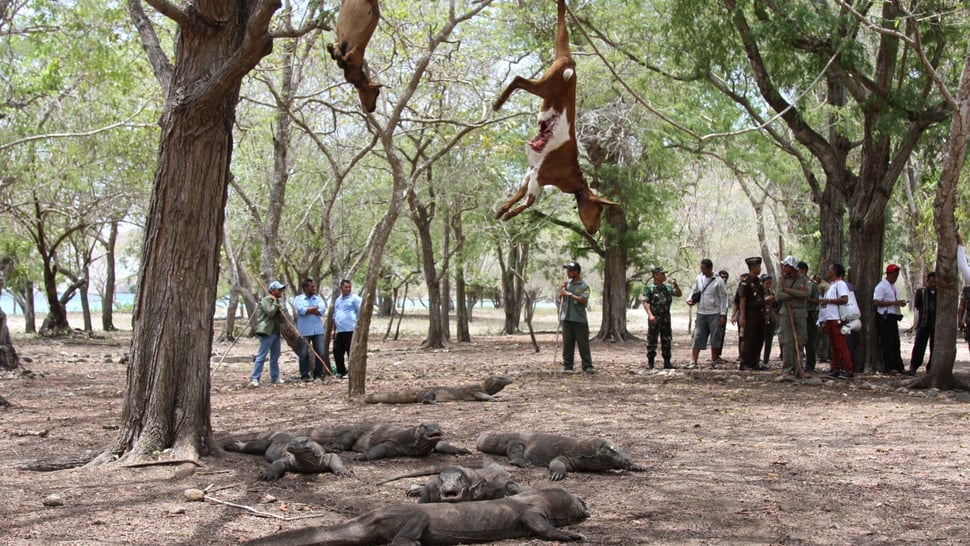 Mabes Polri Investigasi Pembantaian Rusa Pulau Komodo