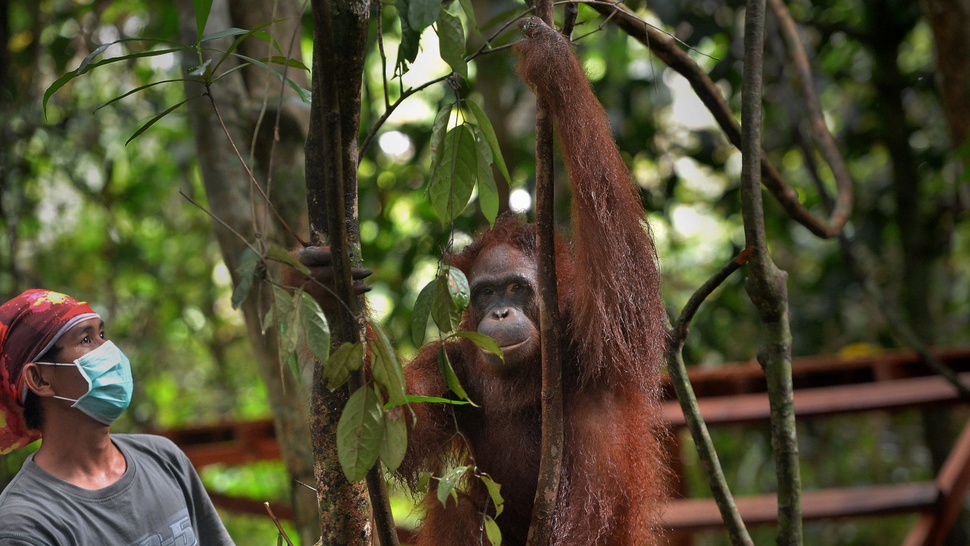 Perjuangan Seniman Melawan Perburuan Orangutan
