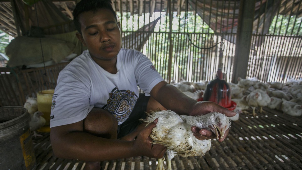 DPR Minta Pemerintah Jangan Terlambat Tangani Flu Burung