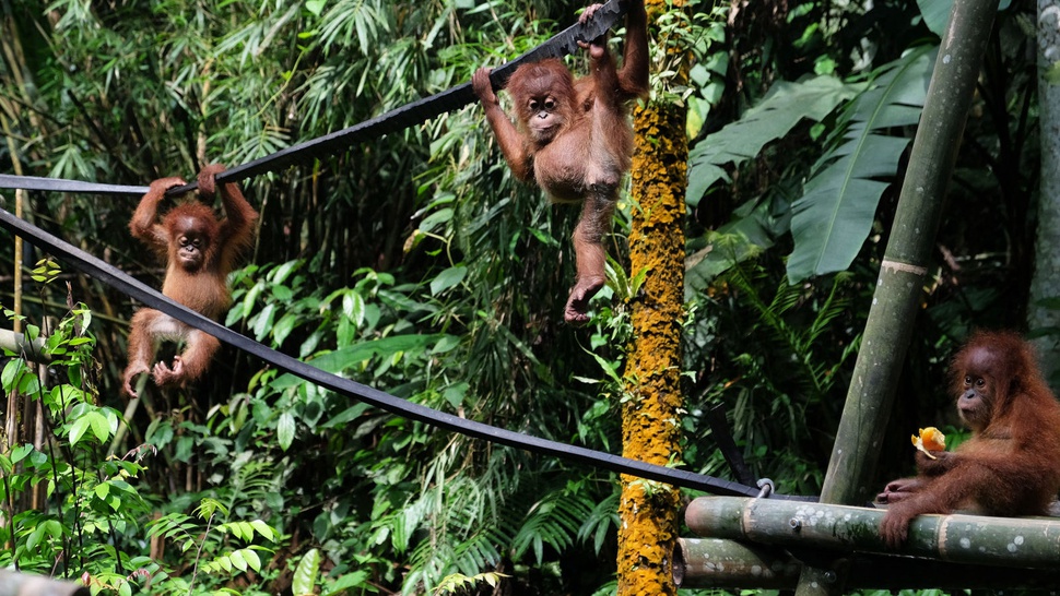 Pembukaan Hutan Pangkas Habitat Hewan Langka di Sumatera