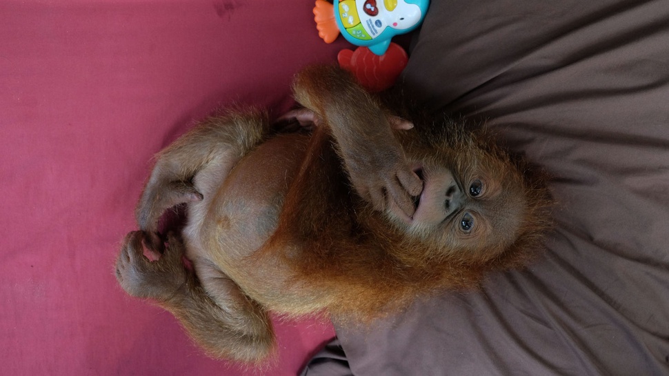 Aktivitas Orangutan di Karantina