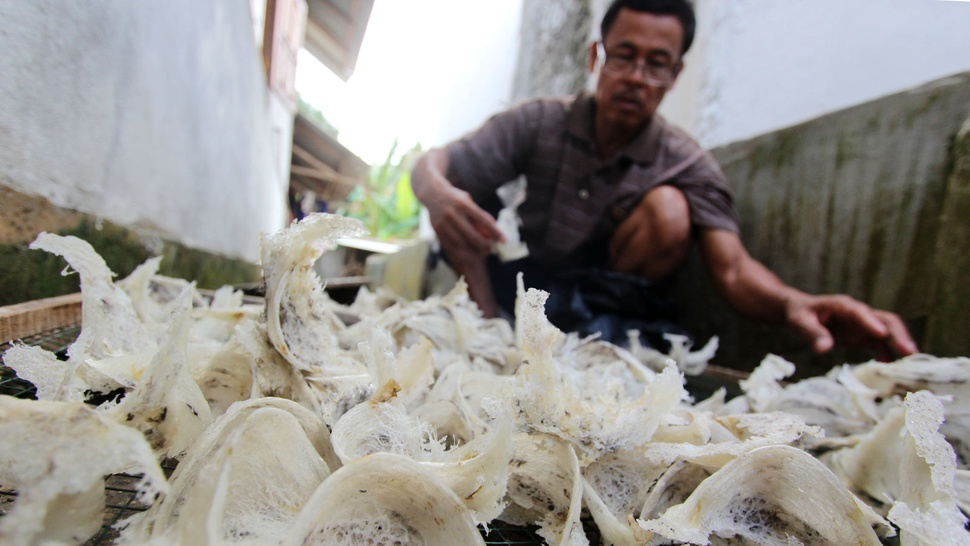Mendag Tawarkan Cina untuk Investasi Sarang Walet di Indonesia