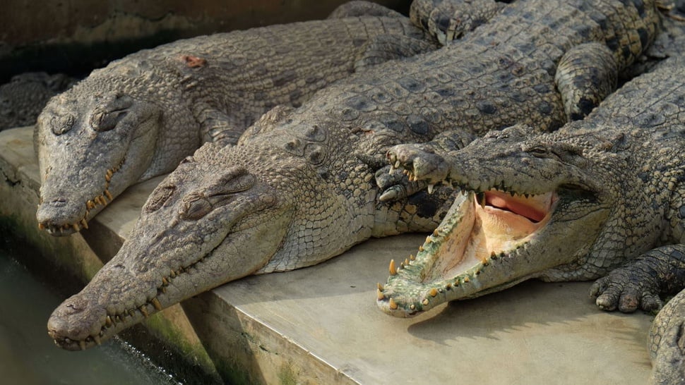 5 Buaya Lepas dari Penangkaran di Cianjur Berhasil Ditangkap