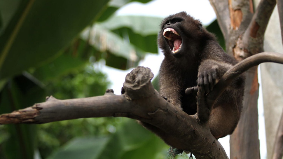 Spesies Primata Terancam Punah karena Ulah Manusia