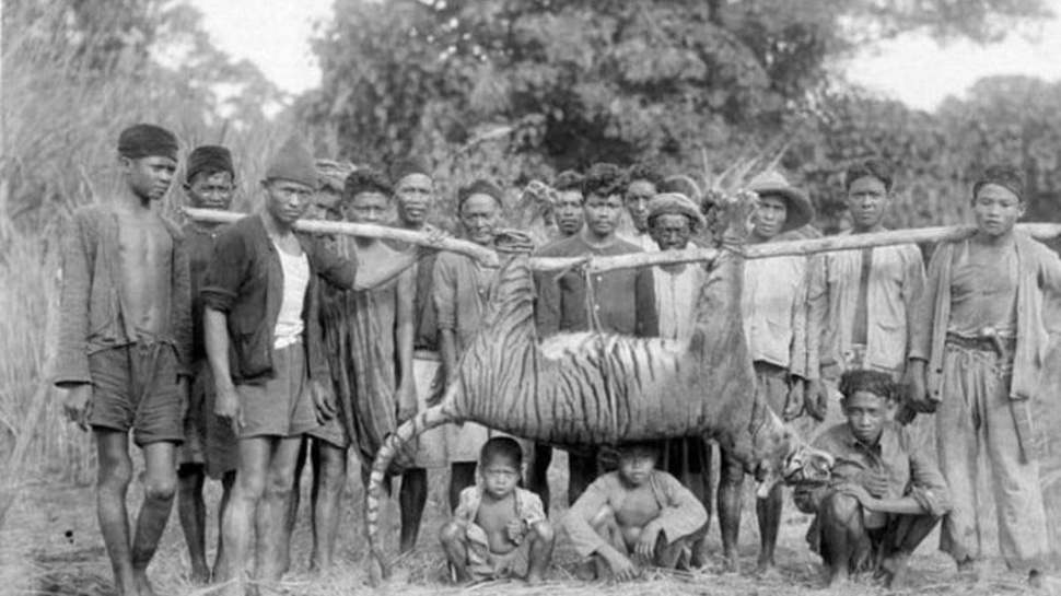 Jejak dan Romantisme Raja Hutan Jawa
