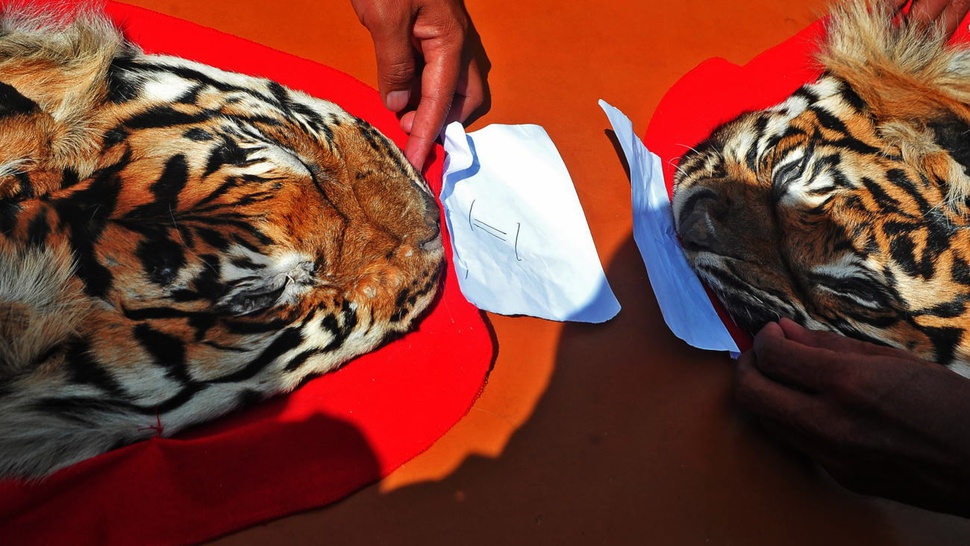 Perdagangan Kulit Harimau Sumatera