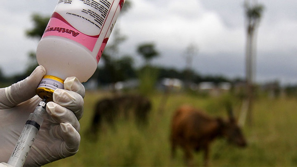 Kulon Progo Vaksinasi Hewan Ternak di Desa Terdampak Antraks