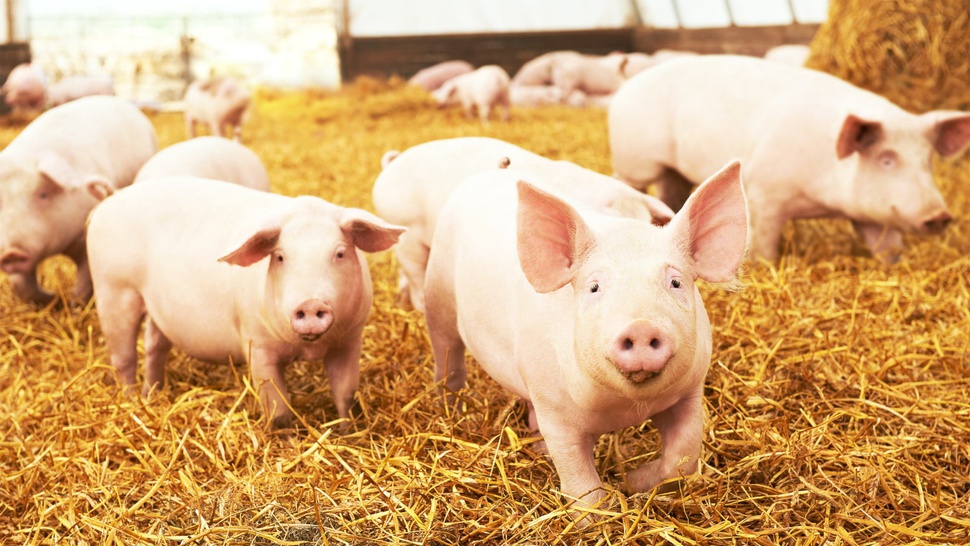 Hong Kong Akan Musnahkan 6.000 Babi Diduga Terjangkit Virus ASF