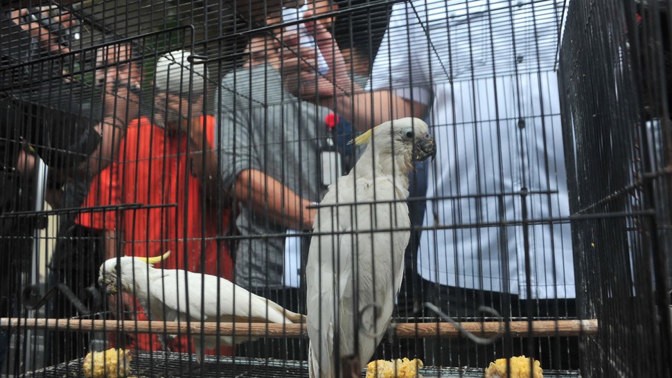 Penyelundupan 3.726 Burung Ilegal ke Pulau Jawa Digagalkan Polisi