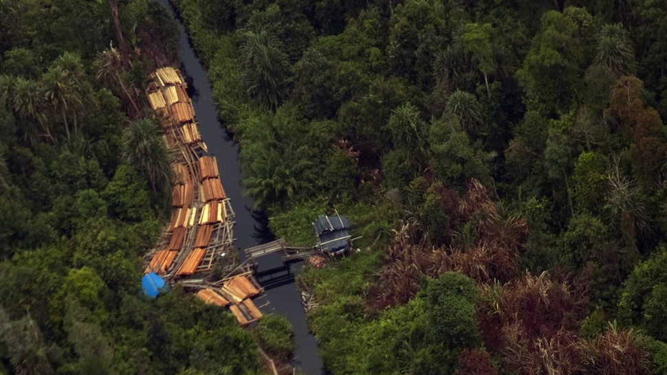 Ironi KLHK: Hutan Dibabat Korporasi, Rakyat Dibebani Tanam Pohon