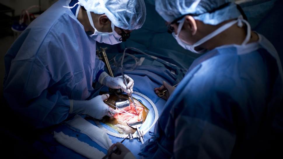 Maju-Mundur Riset Chimaera untuk Sumber Organ Donor Transplantasi
